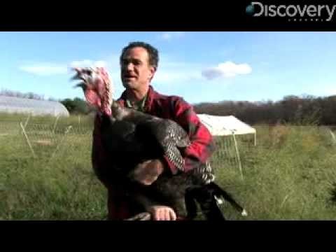 Top 5 Facts You Probably Don’t Know About Turkeys